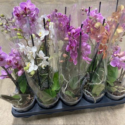 PHALAENOPSIS MULTIFL. 3-STJ MIX x10