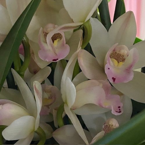 CYMBIDIUM CREME/VIT 4-GR K:12CM x4