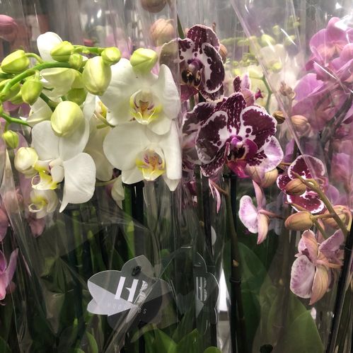 PHALAENOPSIS 5-STJ MIX x10