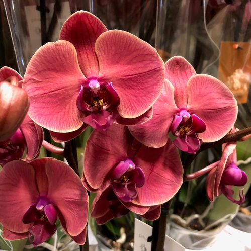 PHALAENOPSIS ASIAN CORAL 2-STJ x4