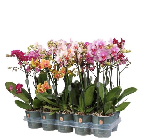 PHALAENOPSIS MULTIFL.JEWEL MIX 3-STJ x6