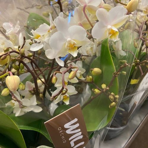 PHALAENOPSIS MULTIFL.3-STJ VIT K:12CM x10