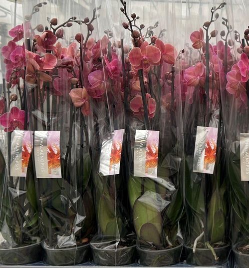PHALAENOPSIS 4-STJ MÖRKAPRIKOS x10