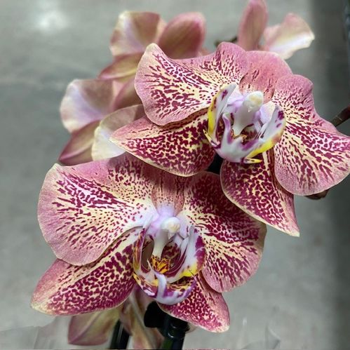 PHALAENOPSIS 2-STJ DRAGON HEART x4