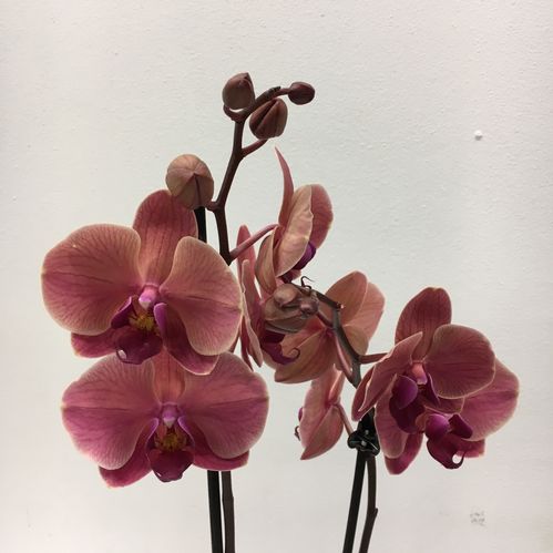 PHALAENOPSIS NARBONNE APRIKOS 3-STJ x5