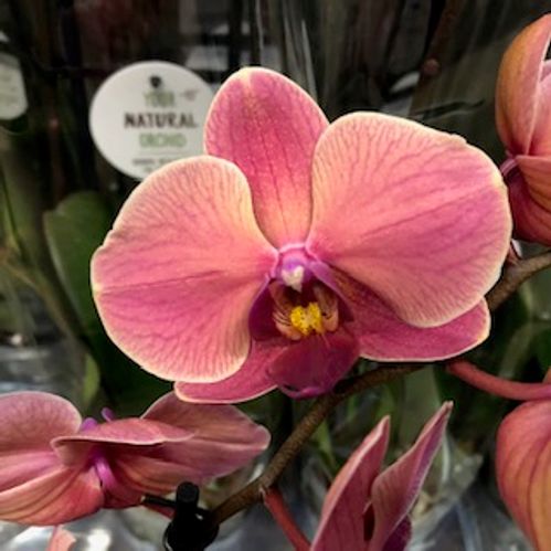 PHALAENOPSIS 2-STJ NARBONNE x4