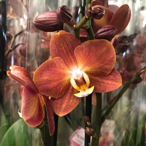 PHALAENOPSIS 2-STJ HORIZON TERRA x4