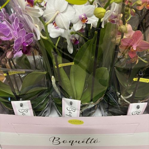 PHALAENOPSIS MULITFL BOQUETTO 3-5GR MIX x10