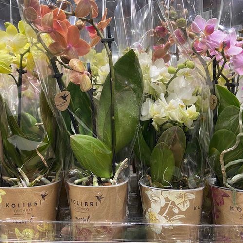 PHALAENOPSIS MULTIFL.3 STJ MIX K:9CM x12