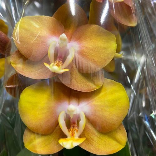 PHALAENOPSIS LAS VEGAS MÖRKGUL 3-STJ x6