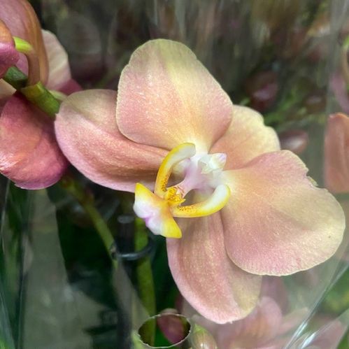 PHALAENOPSIS 2-STJ MULTI MONACO x6