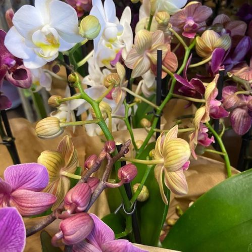 PHALAENOPSIS MULTIFL.2 STJ  K:12CM x12