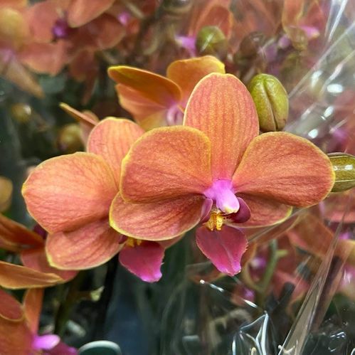 PHALAENOPSIS 2-STJ MULTI ORANGE x4