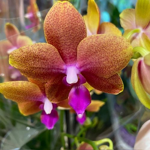 PHALAENOPSIS 2-STJ MULTI BOLGHERI ORANGE x5