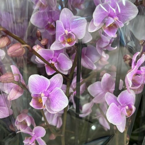 PHALAENOPSIS 3-STJ MULTI ROSANNE ROSA x6