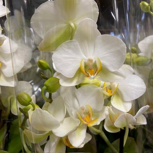 PHALAENOPSIS MULITFL BOQUETTO VIT x6