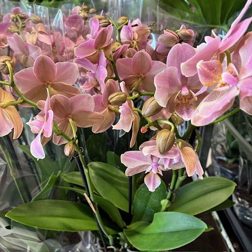 PHALAENOPSIS 4-STJ MULTI TREVISO ROSA x6