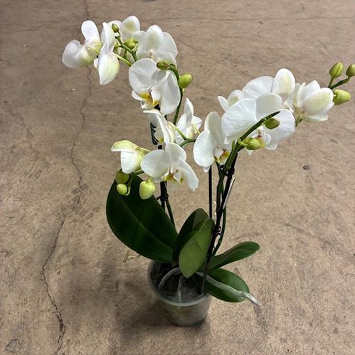 PHALAENOPSIS MULTIFL.3-STJ VIT K:9CM x6