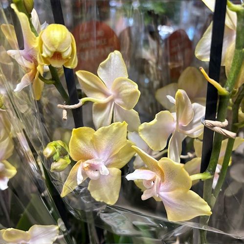 PHALAENOPSIS 3-STJ MULTI BOLGHERI LEMON x5