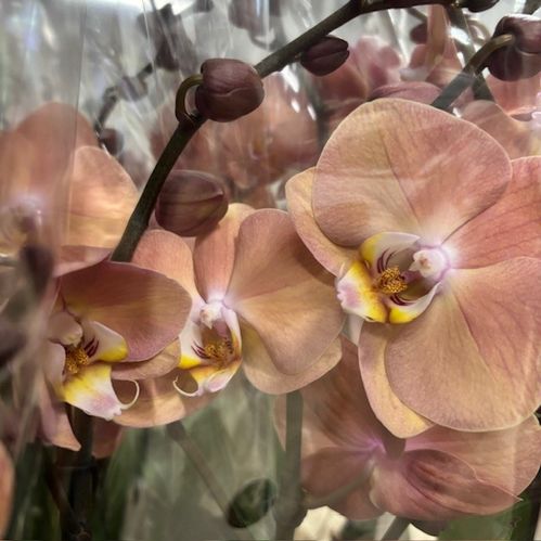 PHALAENOPSIS 2-STJ SUKI LJUS APRIKOS x6