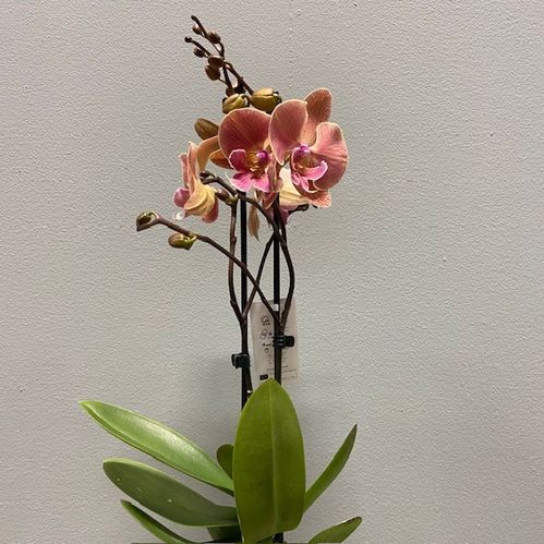 PHALAENOPSIS 2-STJ NINA x4