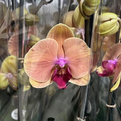 PHALAENOPSIS 2-STJ CARIBBEAN DREAM x5