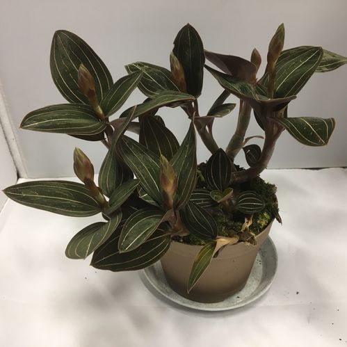 LUDISIA K:12CM x4