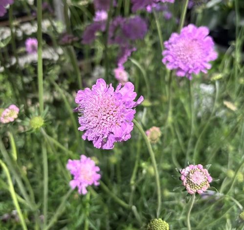 SCABIOSA ROSA K:17CM x6