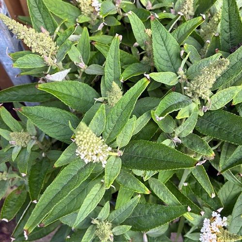BUDDLEJA VIT K:19CM x3