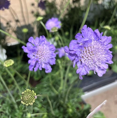 SCABIOSA BLÅ K:17CM x6