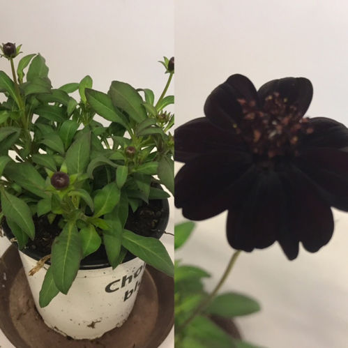 COSMOS CHOKLADBLOMMA FRILLE XLx6