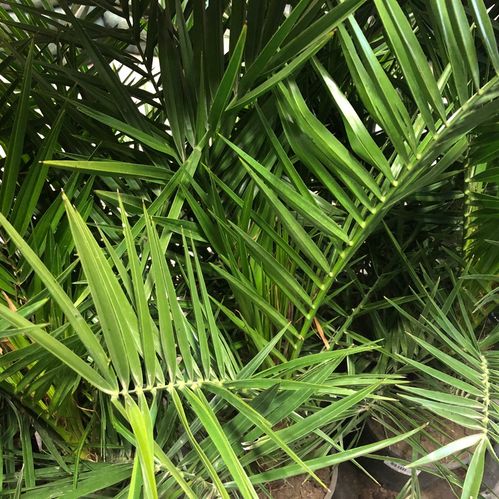 PALM PHOENIX CANAR K:19CM H:70-80CM