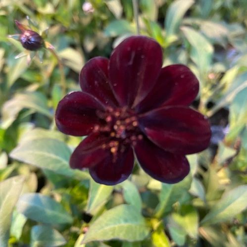 COSMOS CHOKLADBLOMMA x10