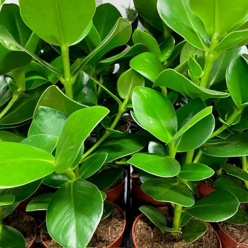 CLUSIA ROSEA PRINCESS K:12CM x8