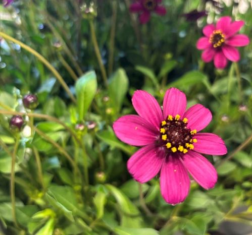 COSMOS CHERRY CHOCOLATE K:26CM