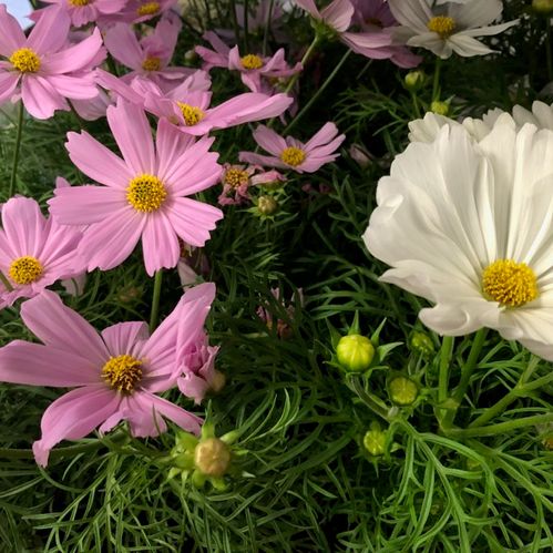 COSMOS BIPINNATUS ROSENSKÄRA k:13CM x8