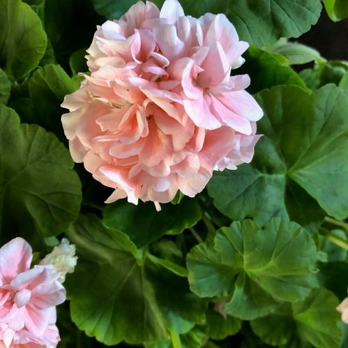 PELARGON MÅRBACKA ROSA SG K:14CM x6
