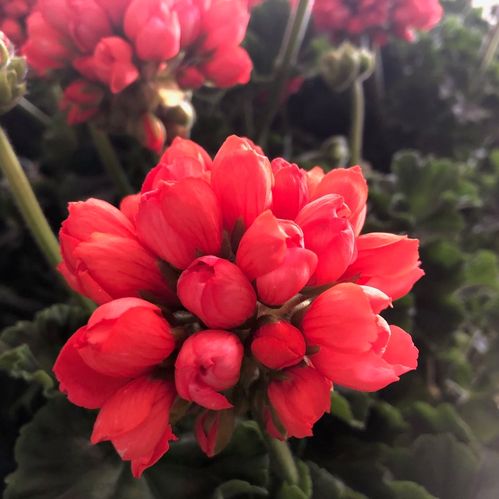 PELARGON TULPAN RED PANDORA x10