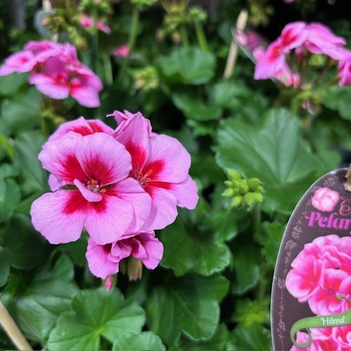 PELARGON ÅRETS PELARGON FRILL/ARVIDS x6
