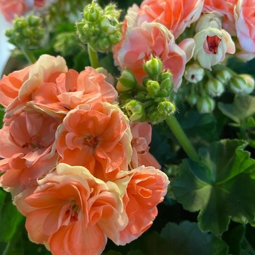 PELARGON ASTRID ARVID x6