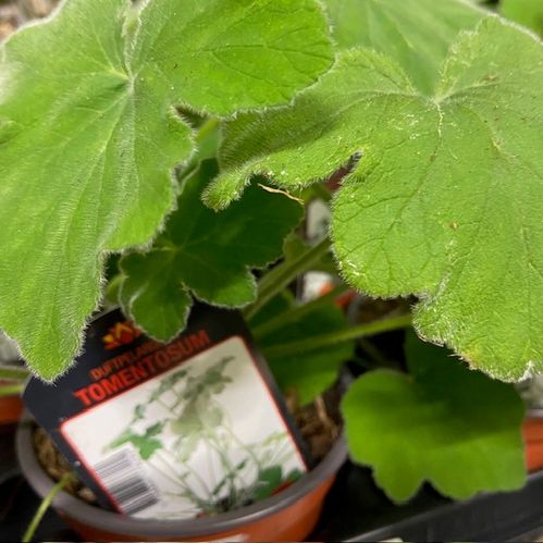 PELARGON TOMENTOSUM K:12CM x10