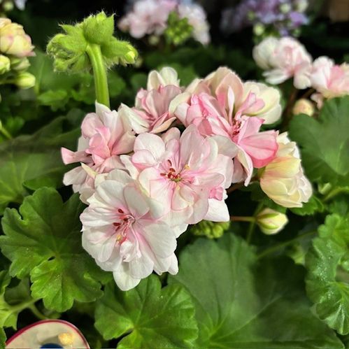 PELARGON PAPERBLOOM