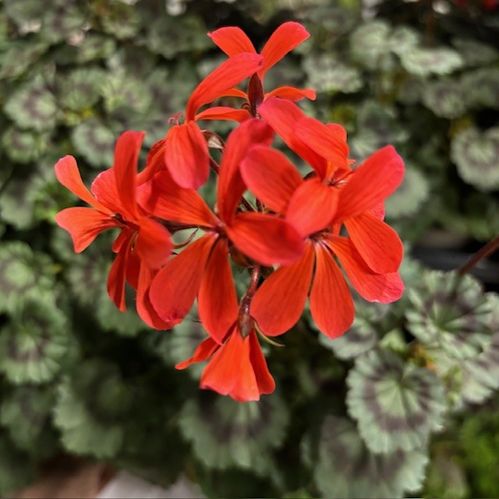 PELARGON MEPHISTOPHELES K:12CM x6
