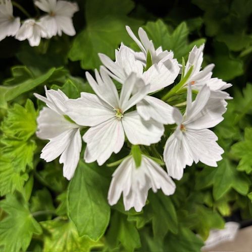 PELARGON EXOTICA START VIT K:12CM x6