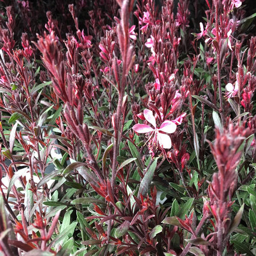 GAURA SOMMARLJUS K:14CM x8