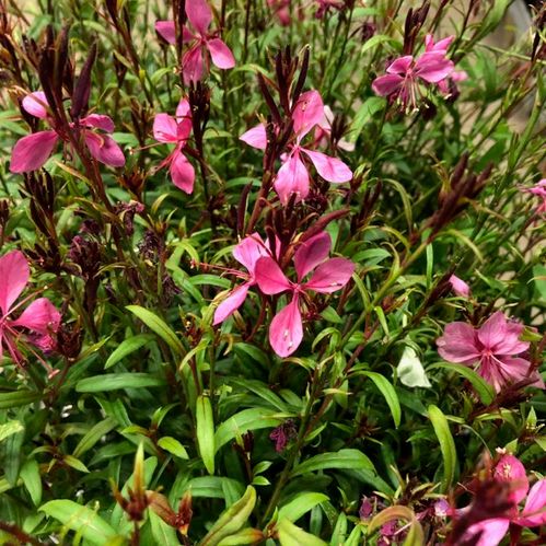 GAURA ROSA x8
