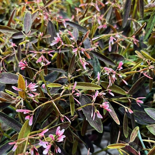 DIAMOND FROST ROSA FRILLESÅS x8
