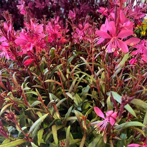 GAURA ROSA K:17CM x6
