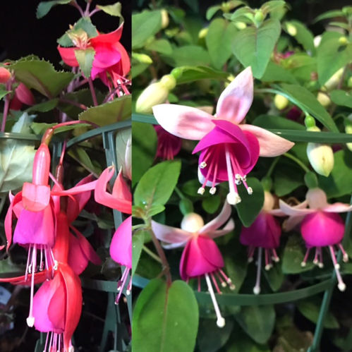 FUCHSIA K:11CM DK x12