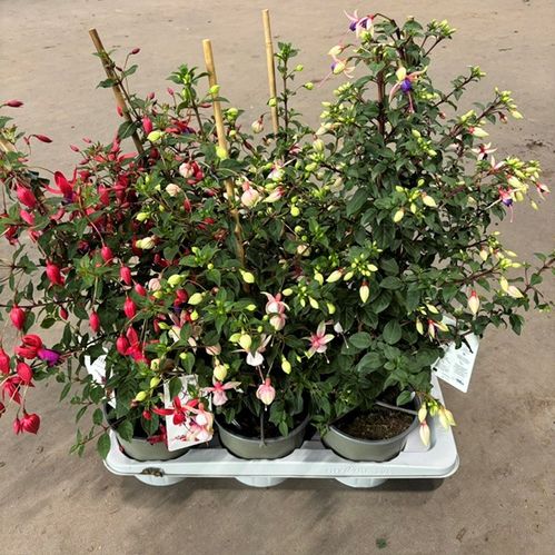 FUCHSIA PYRAMID K:17CM H:60-70